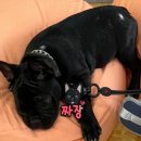 푸르댕 | 24시 무인 반려 셀프 목욕탕 &#39;푸르댕&#39; 목욕 후기🐶