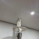 라마지샤 이미지