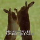 봄씨
