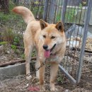 순수진돗개 이미지