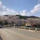 창녕군성산면대견보건진료소 | [달성군유가읍 대구근교벚꽃명소]달창저수지, 달창지길 벚꽃길&amp;한정리마을 벚꽃길(주차, 주말상황)