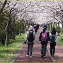 삼락공원 벚꽃뚝길 걷기 ＜2017년 4월2일(일)＞ 이미지