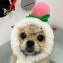 젤리그루밍 이미지