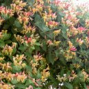 조말생 신도비 이미지