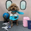 까까멍멍 이미지