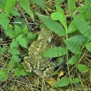 연초체육공원 이미지