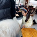 카페히릿 | 아이와 함께 갈만한 곳, 좋은 건대 애견카페 히릿 대형견과 소형견까지 함께 놀 수 있는 곳