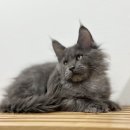 메인쿤 하우스 이미지