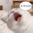 뉴조은세탁소 | 오억년 밀린 블로그