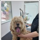 강아지를 미용하는 여자 이미지