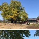 Tree of im 이미지