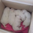 더 도그맘 이미지