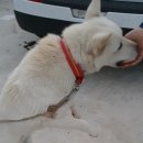 해피아지 이미지