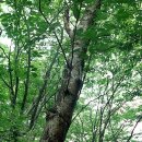 물푸레나무 (Fraxinus rhynchophylla) 이미지