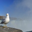 바다 갈메기와 나이야가라 폭포 / Sea Gulls and Niagara Falls 이미지