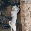 진짜 이미지