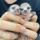 새들의천국 | 오산 버드파크 🦜 생생한 체험이 가득한 새들의 천국!