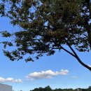 용산-309 | [용산] 서울촌녀의 가을 국립중앙박물관 관람 / 굿즈샵 후기