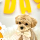 로고스 동물병원 이미지