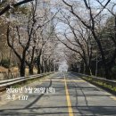 충혼탑 주차장 주변 | [실시간] 창원 교육단지 벚꽃 개화 현황(3/26) 충혼탑 목련은 벌써 엔딩?!