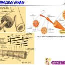 액틴 이미지