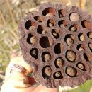 대금농장 이미지