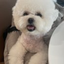 망쿠애견샵 이미지