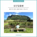 제주 서귀포 아이랑 갈만한 곳 [성산 일출봉] 무료 구간으로도 충분히 즐길 수 있어!