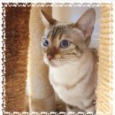 신원동물메디컬센터 | 고양이파양 사랑으로 보살피는 곳