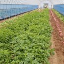 이기숙농장 이미지