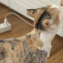 신라약업사 이미지