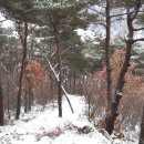 사기소천 Daum카페