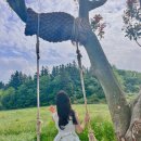 가율목장 | 🐏아침미소 목장 제주도 날씨 좋은 날 가볼 만한 곳! 아침미소 목장 카페, 제주도 관광지, 6월 제주도 가...