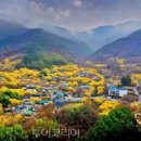 광양 매화축제 ~ 구례산수유꽃축제 기다리며 이미지