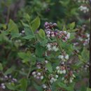 야생화편지 이미지