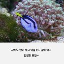 애플트리이마트 이미지