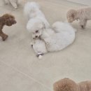 멍균관대 이미지