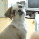 가양2동 동대전초등학교앞에서 잃어버린 시추 여아를 찾습니다ㅠ 이미지