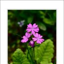 들꽃풍경 이미지