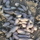 류진농장 이미지