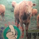 일품축산마트 이미지