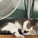 솔비 농장 이미지