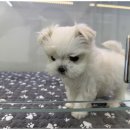 도그마루 이미지