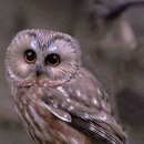 I love owls. 이미지