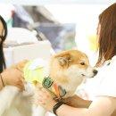 펫페스티벌 이미지