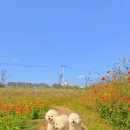 국민건강보험공단 파주지사 | 🌼 2024 공릉천 황화코스모스 &amp;🌾 2025 공릉천 갈대 산책 후기 (애견동반 가능 / 주차정보 포함)