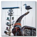 부산갈매기 이미지