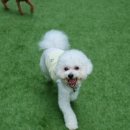 포레스트 하우스 애견유치원 이미지