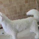 조양로33번길 | 대형견 아트돌 진돗개 백구 홍성공방 홍성반려동물공예