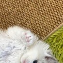 똥강아지 김해 강아지분양 고양이분양 | 김해고양이분양 믿음이 가는 곳에서 만난 인연
